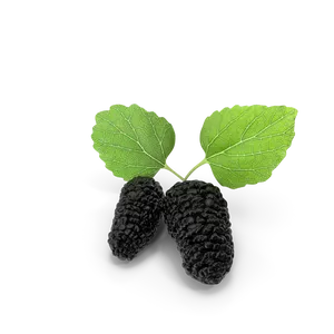 Mulberry 202 thumbnail