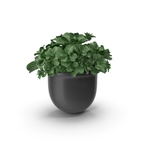 Plant Pot 215 thumbnail